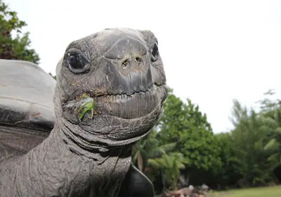 Close-up of the head of the Aldabra Giant Tortoise. Her face is dirty from eating grass on a sandy beach. Close-up of the head of the Aldabra Giant Tortoise. Her face is dirty from eating grass on a sandy beach.